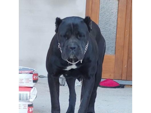 Cane Corso stenci